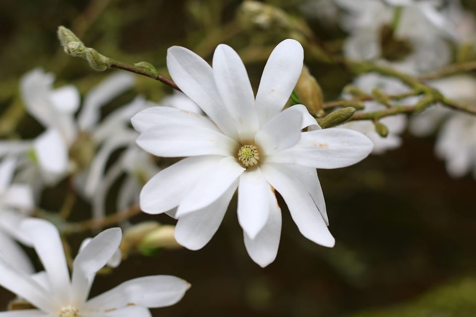 Variedades de magnolia: especies e híbridos y cuál elegir