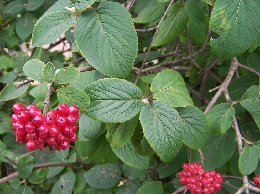Viburnum lantana: el barbadejo o morrionera del monte