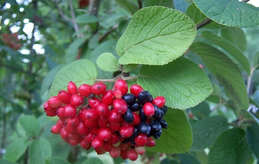 frutos de varios colores del barbadejo