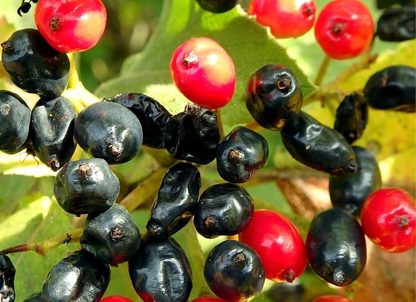 variedad de colores en el fruto del barbadejo