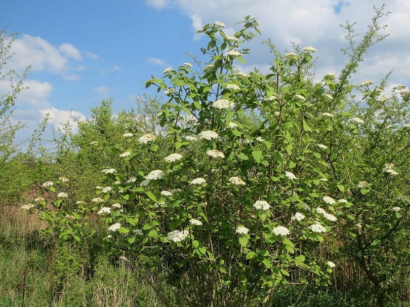 viburnum lantana en caminos