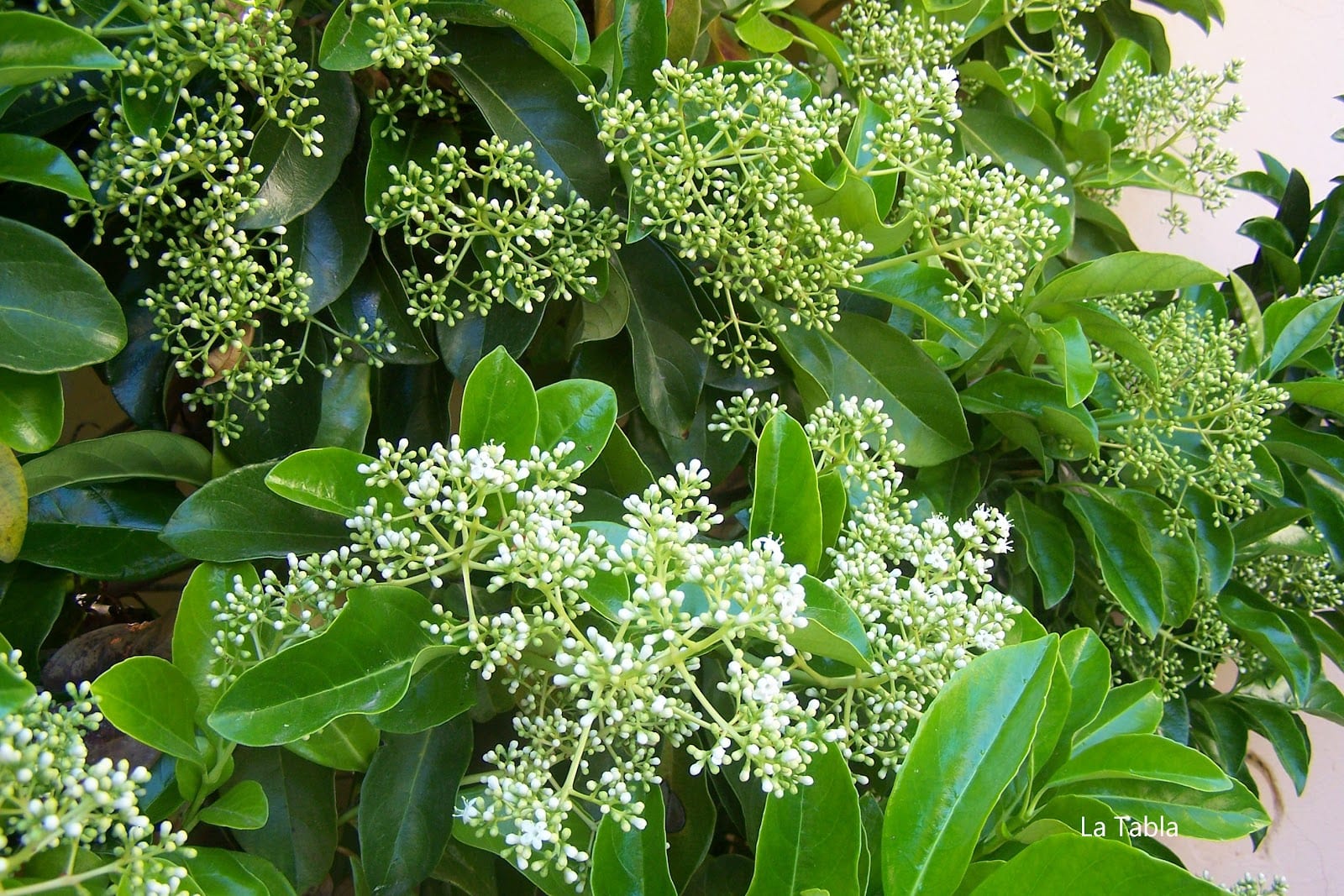 Viburnum lucidum: durillo grande, seto, pulgón y hongos