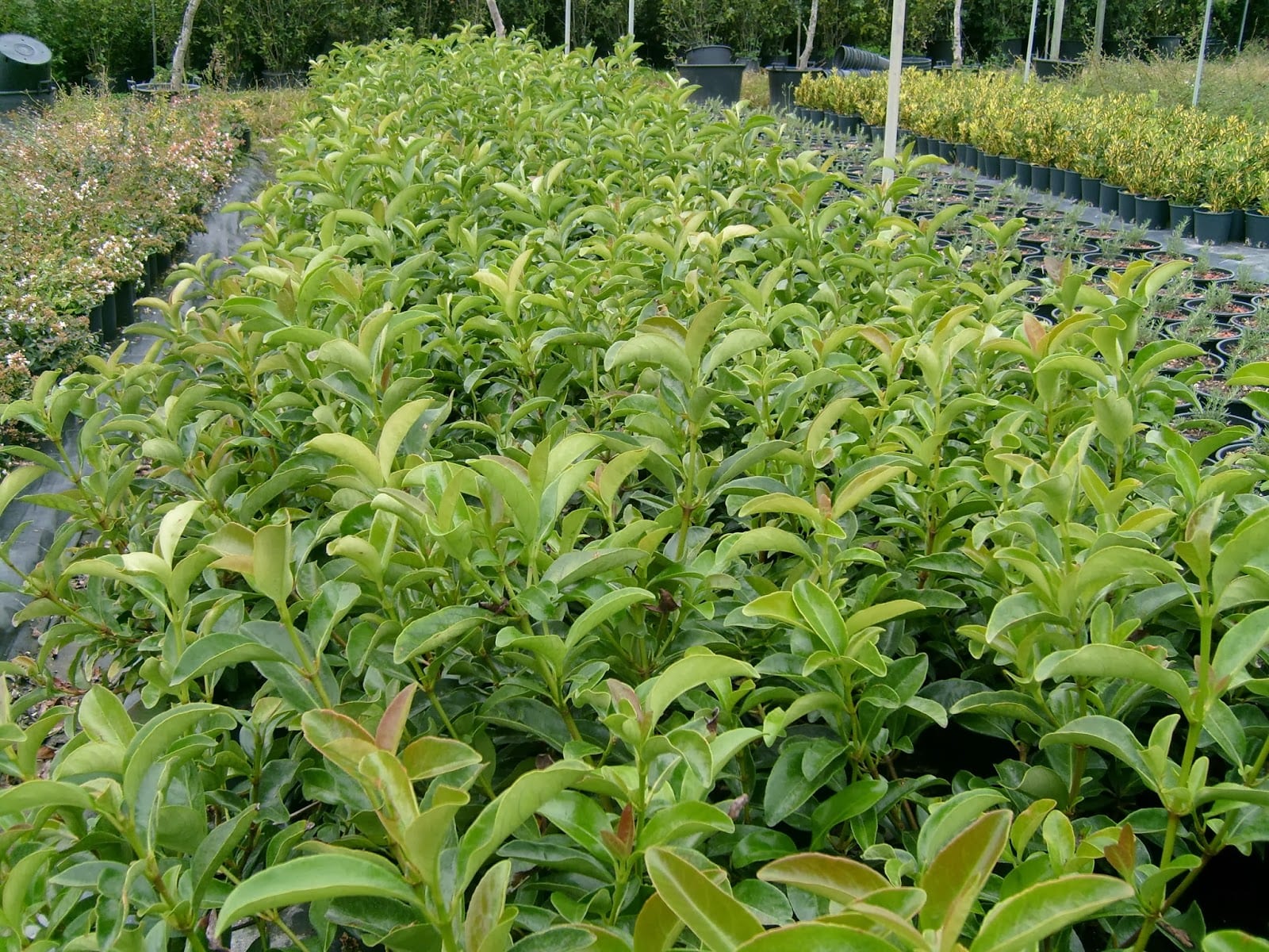 Seto de Viburnum lucidum de hoja perenne y lustrosa