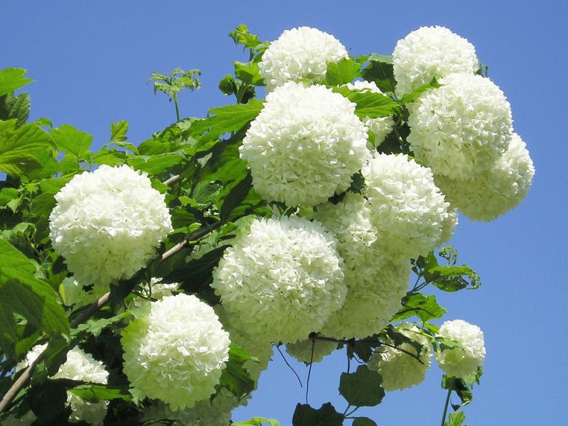 Viburnum opulus: mundillo y bola de nieve, fruto y plagas