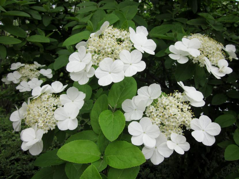 Viburnum macrocephalum f. keteleeri