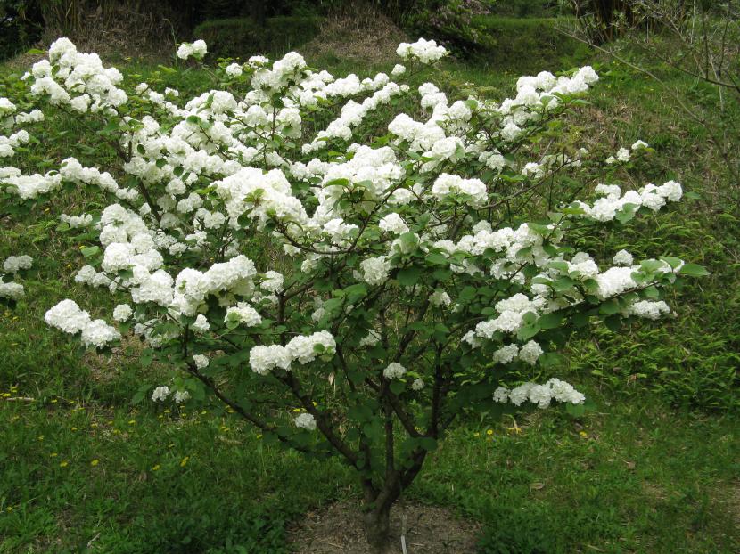 Viburnum plicatum var plicatum