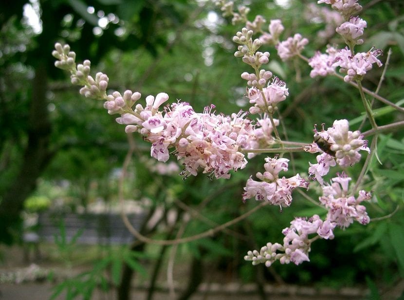 Vitex agnus-castus de flor rosa