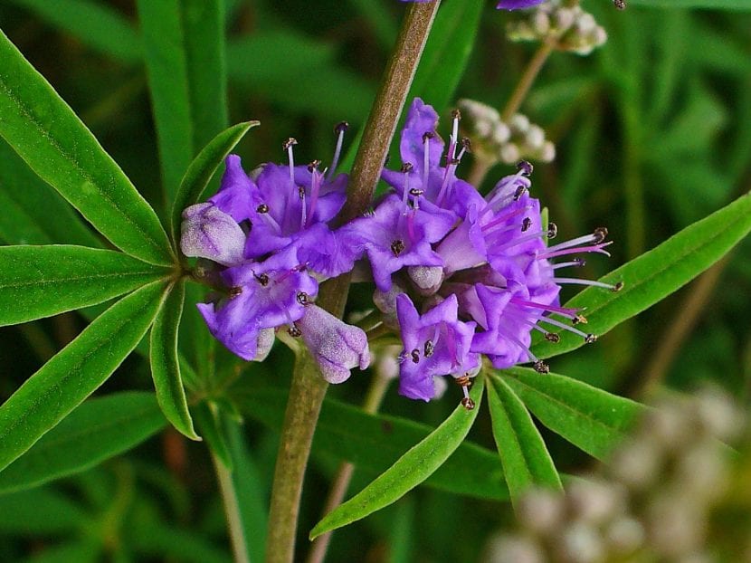 Vitex agnus-castus con flores lilas