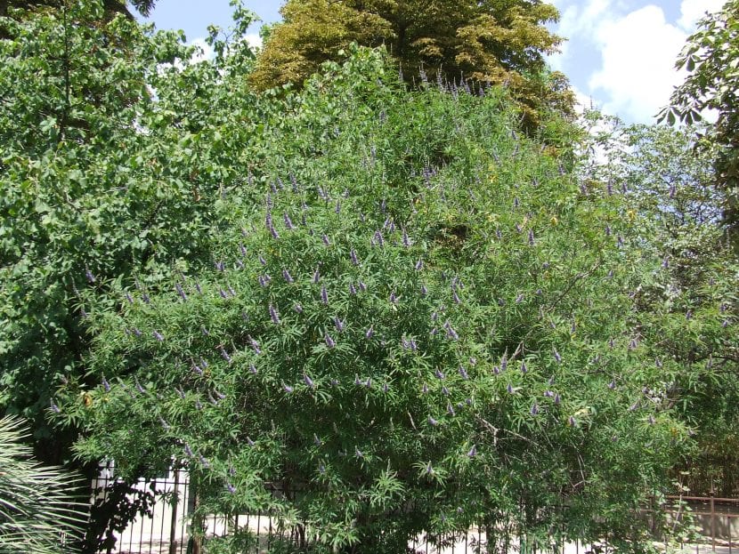 Ejemplar adulto de Vitex agnus-castus