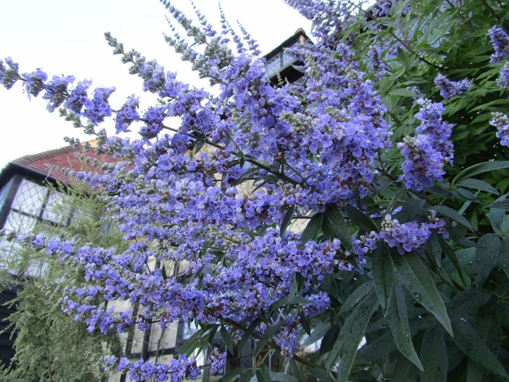 Vitex agnus-castus: el sauzgatillo, cultivo y poda severa