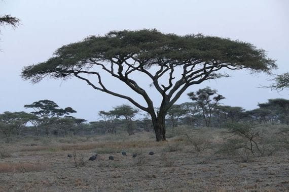 Acacia tortilis adulto