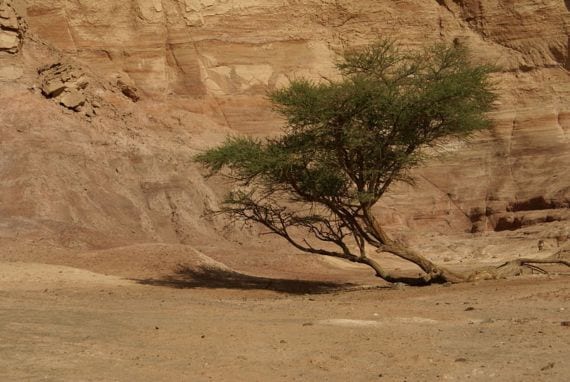 Acacia tortilis