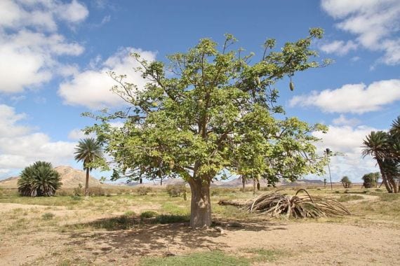 Adansonia digitata