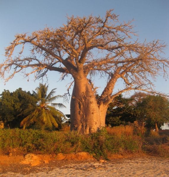 Baobab