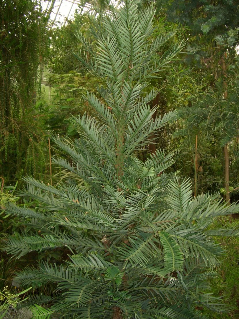 Wollemi nobilis