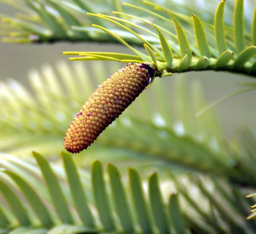 Cono de Wollemia nobilis