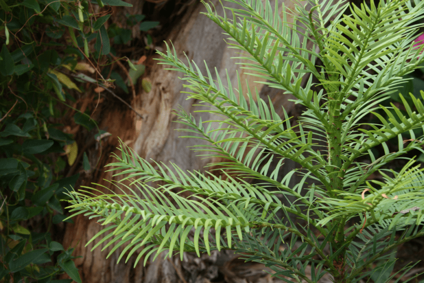 Wollemia nobilis: la conífera hallada en 1994 y cómo cultivarla