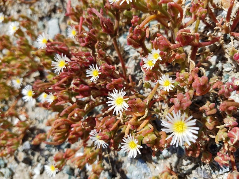 Barrilla o hierba vidriera: Mesembryanthemum nodiflorum