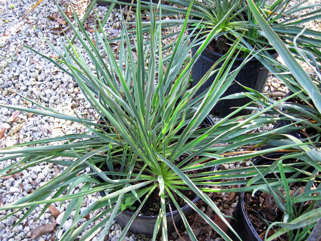 Yucca filamentosa: la yuca sin pinchos peligrosos