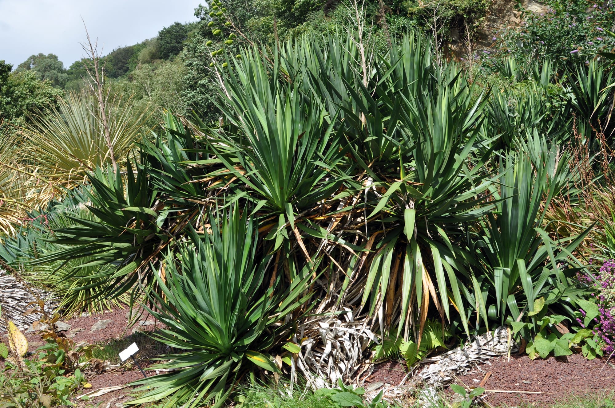 Yucca gloriosa: la yuca con pinchos y dónde plantarla