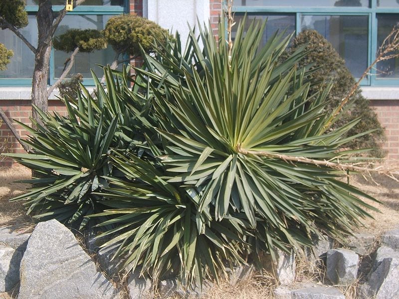 Yucca gloriosa
