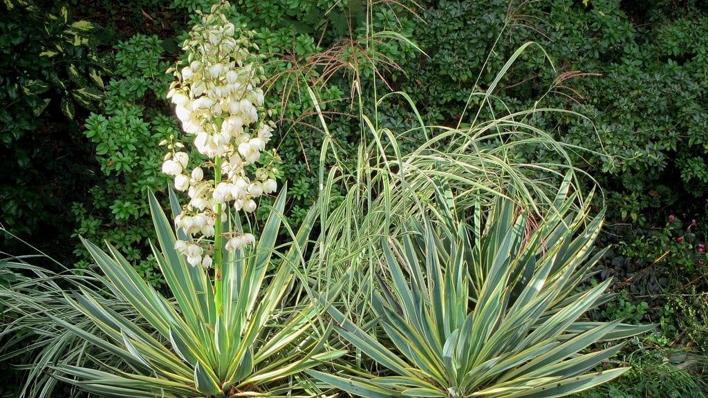 Yucca gloriosa f. variegata