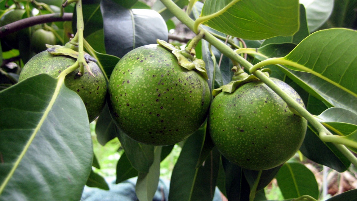 ramas de arbol con fruta llamada zapote negro