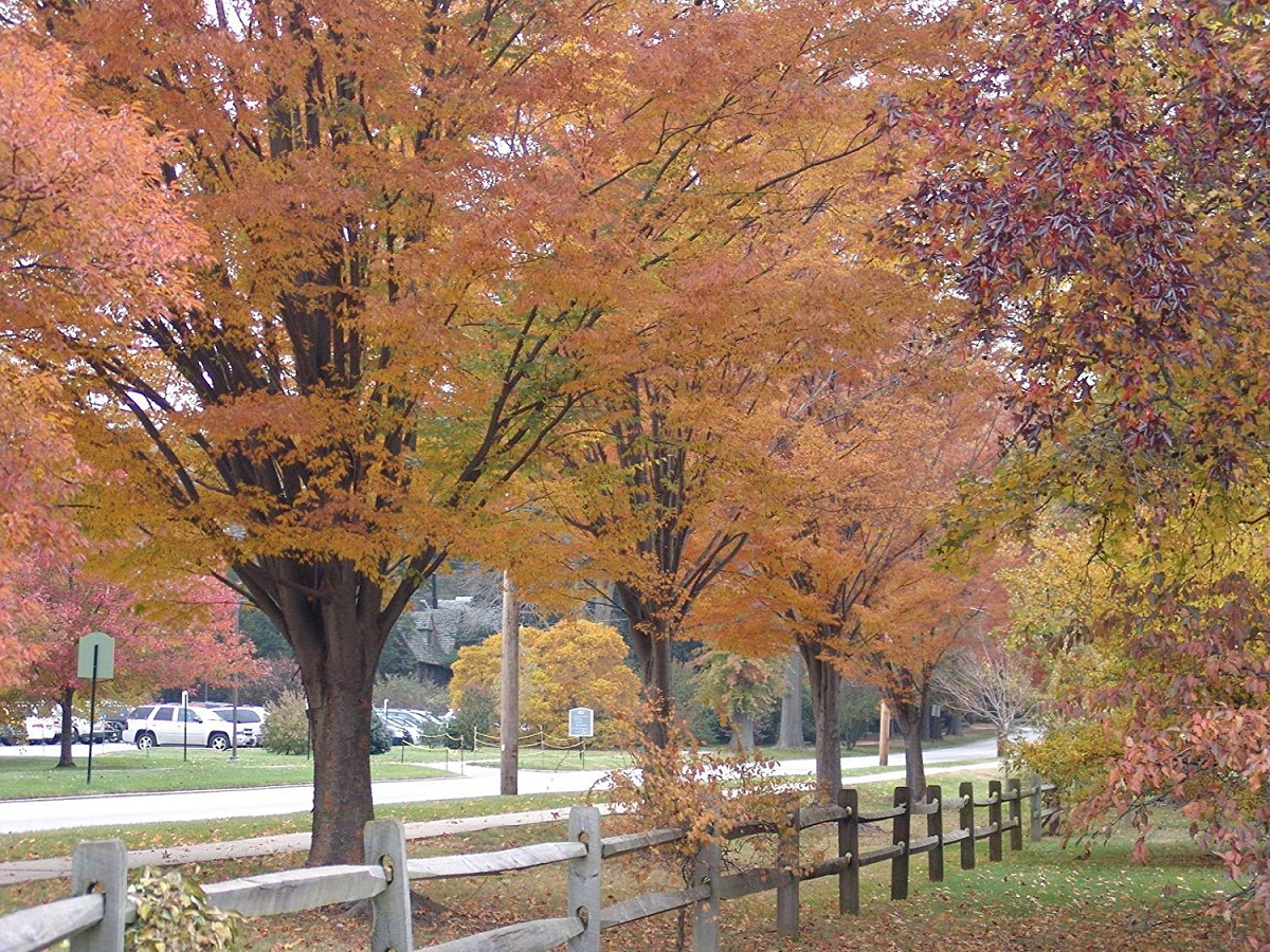 arboles llamados Zelkova serrata en otono