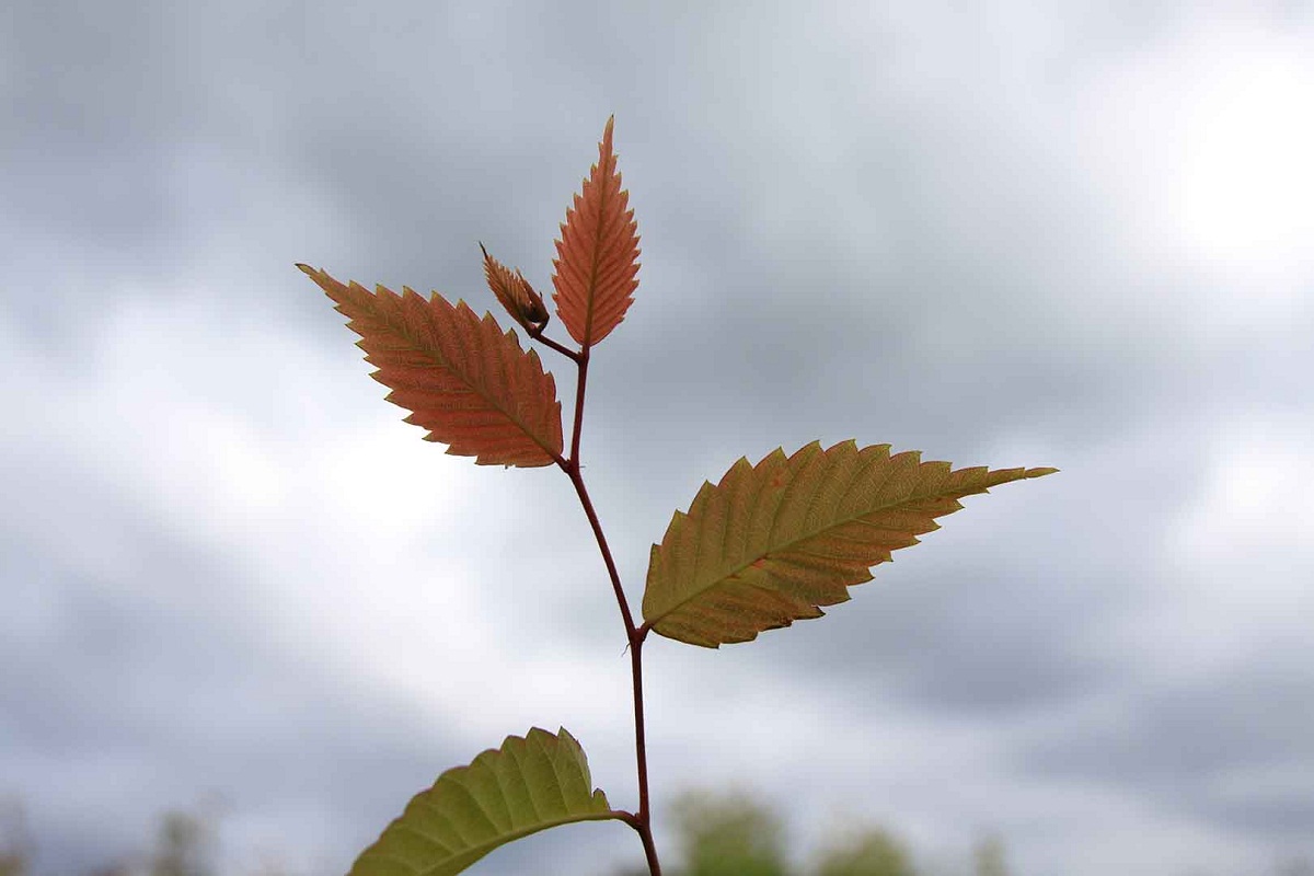 rama Zelkova serrata