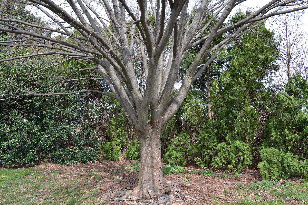 tronco del arbol Zelkova serrata