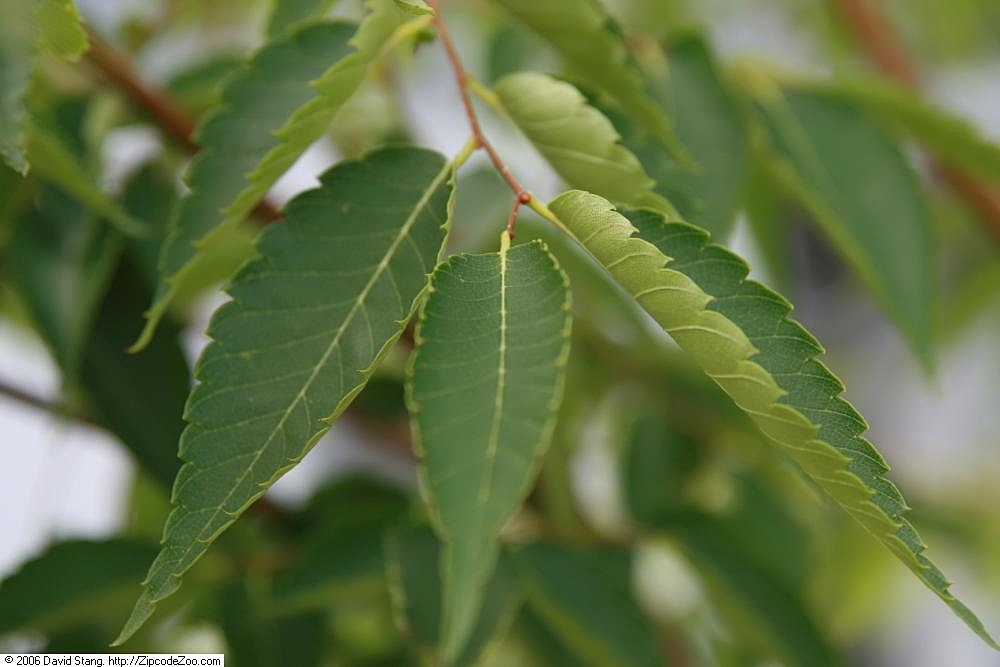 Los Zelkova son caducifolios