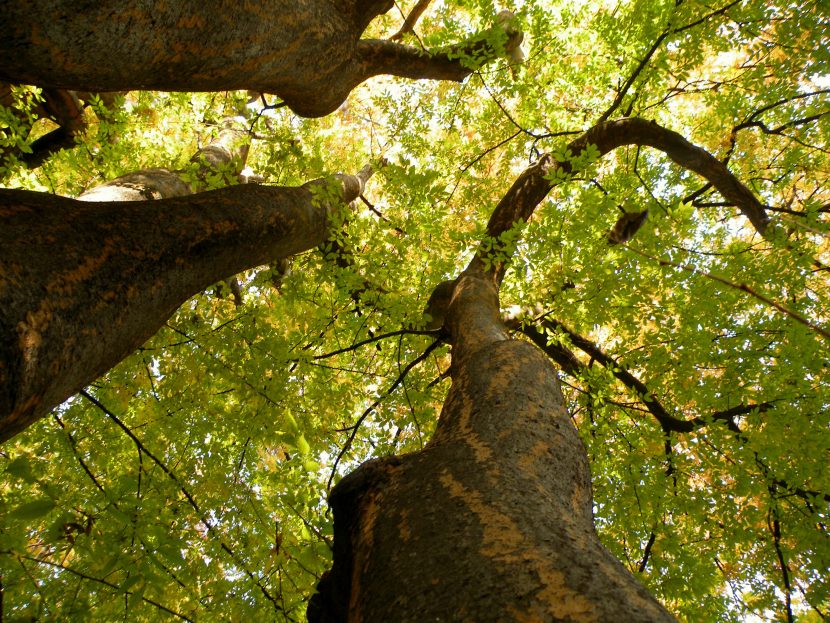 Zelkova adulta con la copa abierta en forma de vaso