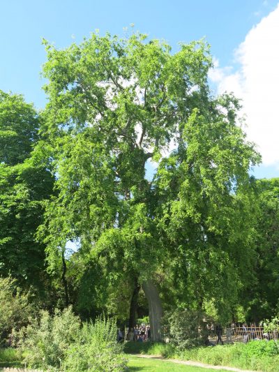Vista del Zelkova carpinifolia