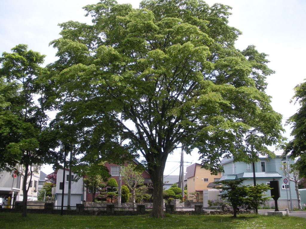 El Zelkova es un árbol grande
