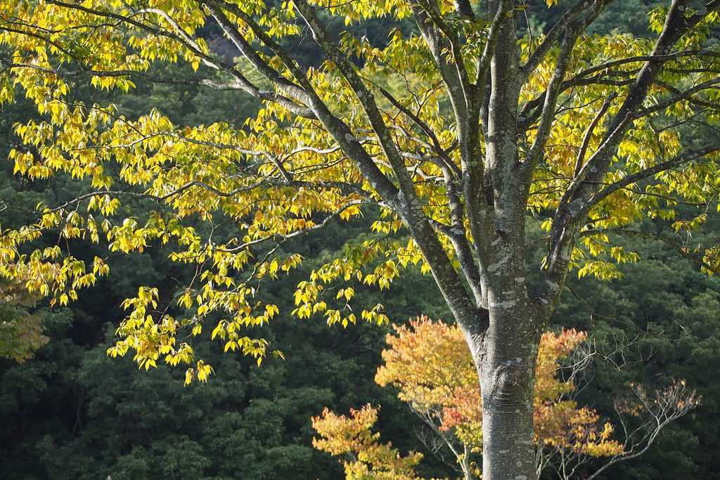 Vista del Zelkova serrata