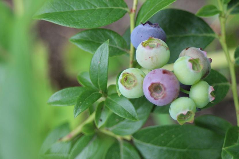 Frutales enanos para terraza: cuáles elegir y qué mirar antes de comprar