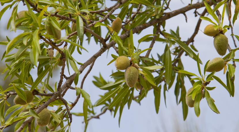 Prunus dulcis, hojas y frutos