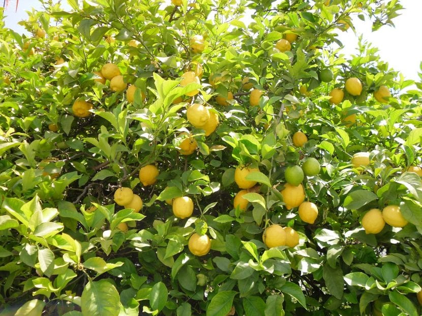 Limonero, un frutal muy interesante para jardines