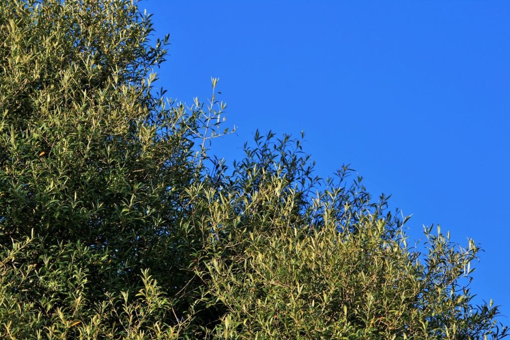 El acebuche es un árbol mediterráneo
