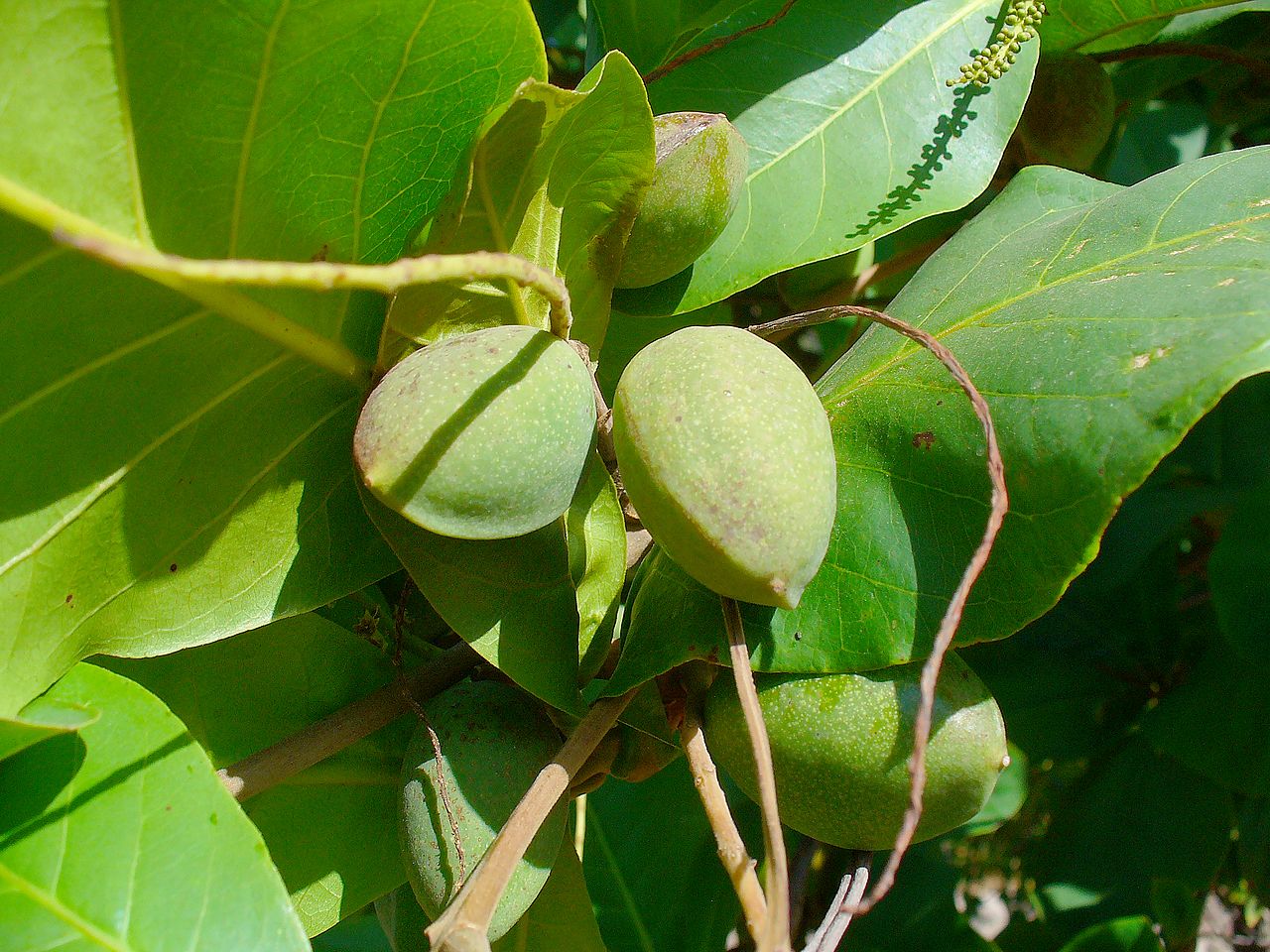 El almendro tropical produce frutos comestibles