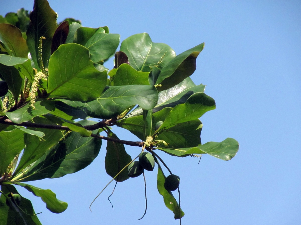 El almendro tropical es un árbol sensible al frío