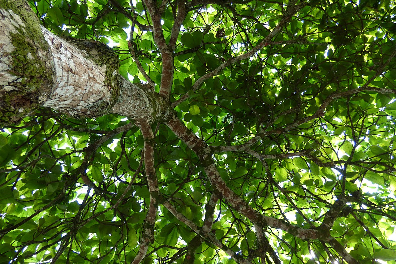 El almendro tropical es un árbol grande