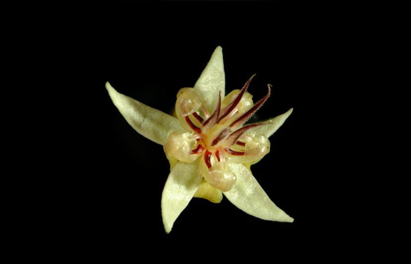 Flor de Theobroma cacao