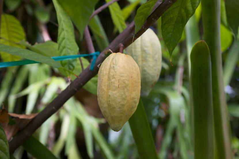 Árbol cacao
