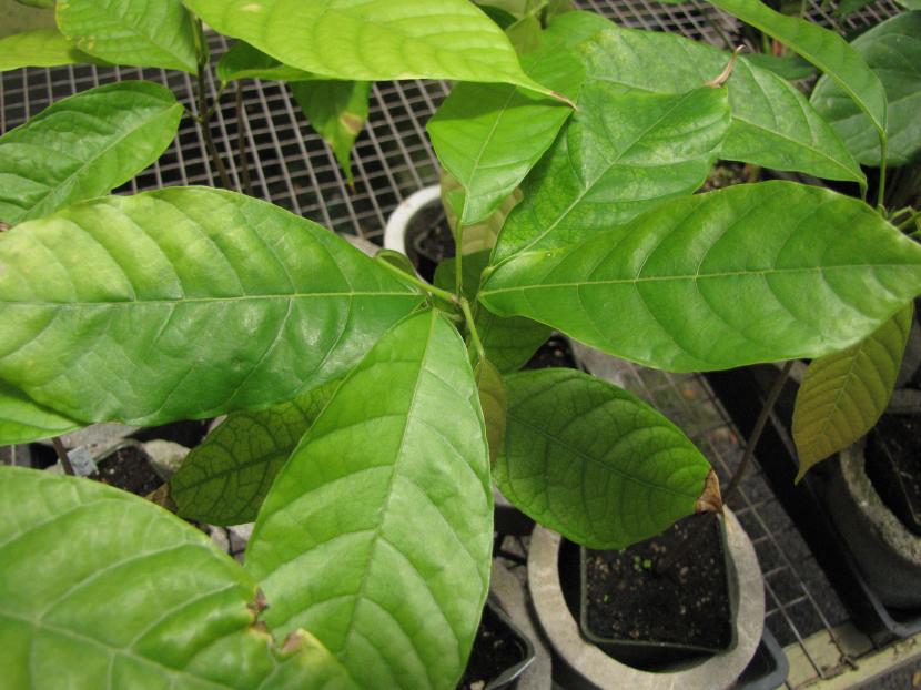 Árbol joven de cacao