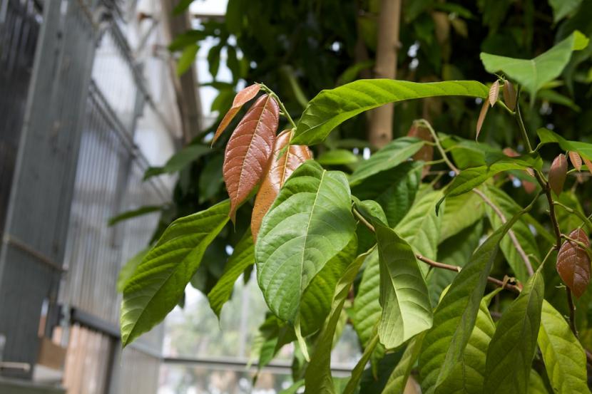 Hojas de Theobroma cacao