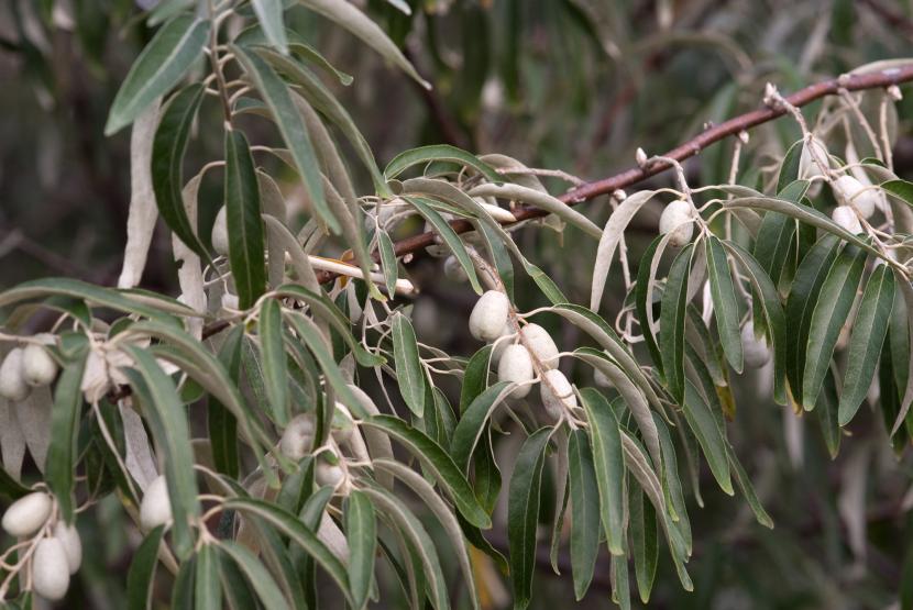 Eleagnus angustifolia