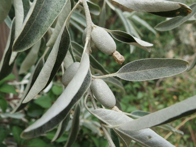 Eleagnus angustifolia