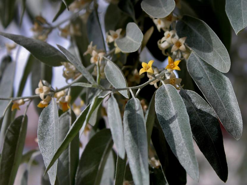 Flores de Eleagnus