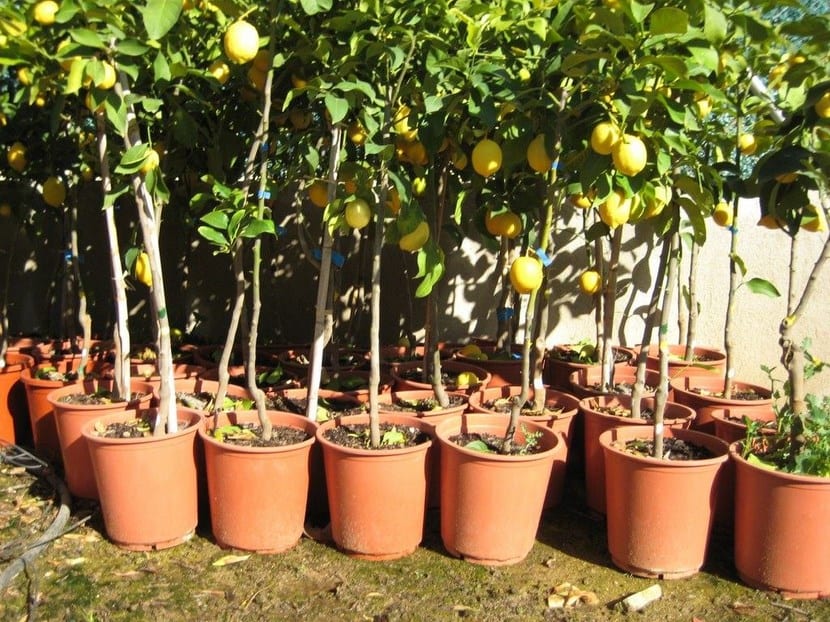Árboles cítricos en macetas